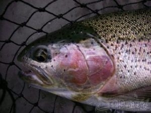 Trolling Depth Chart Setback Distance by Weight Size Trout and