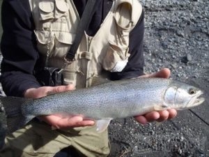 MONSTER TROUT, Ichthyology