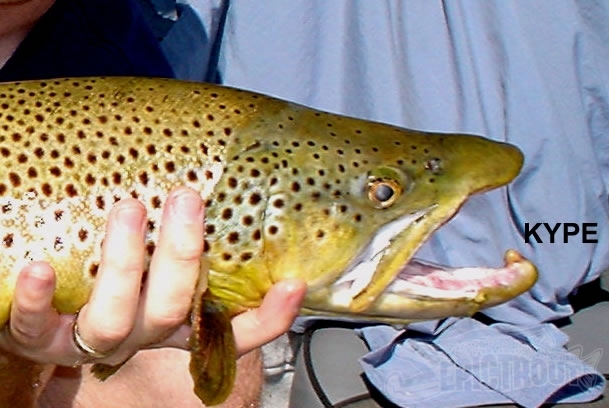 Trout Anatomy Epic Trout