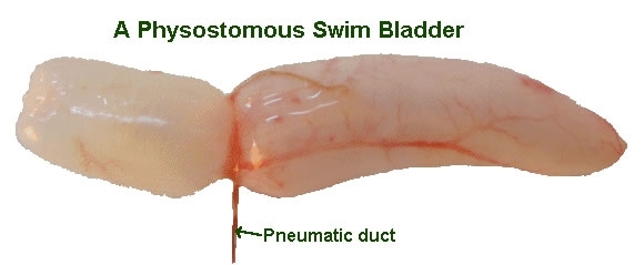 Trout Anatomy Part 2 – Epic Trout