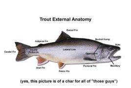 Trout Anatomy – Epic Trout